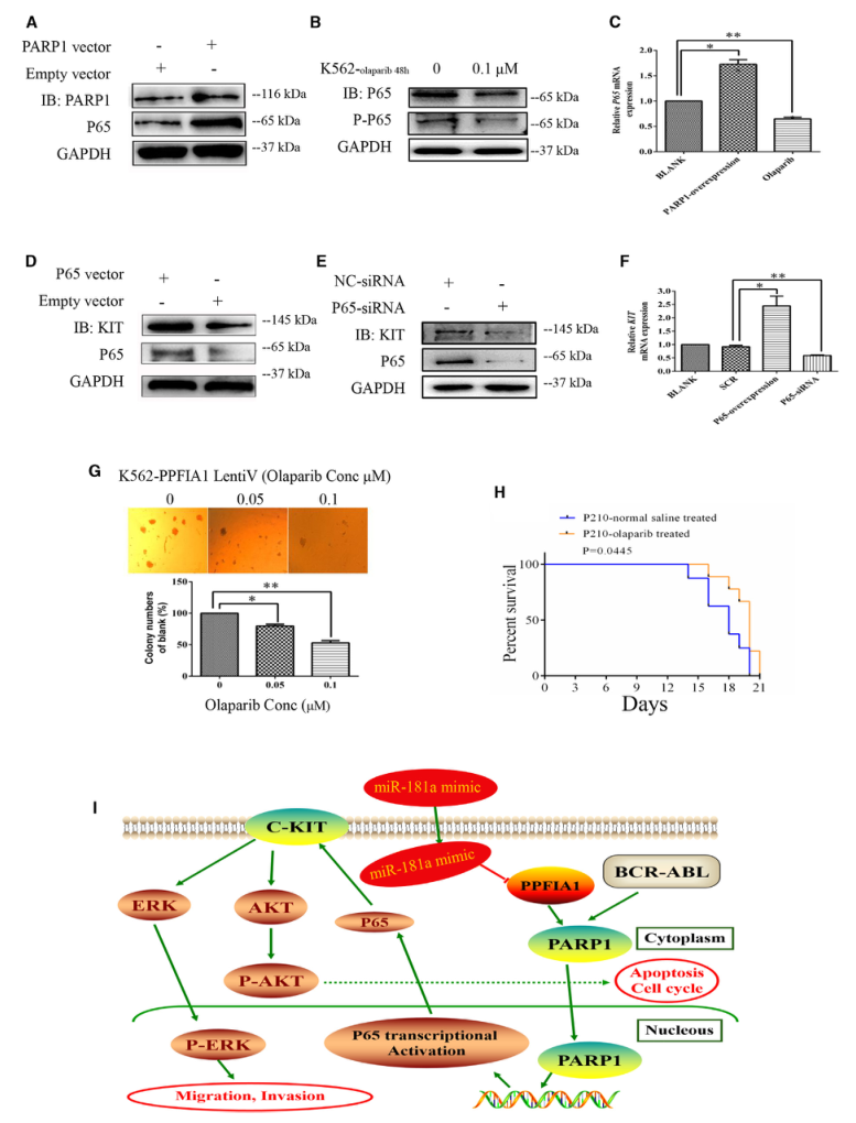 SILAC實(shí)驗(yàn)、Co-IP技術(shù)服務(wù)-客戶文獻(xiàn)-輝駿生物.png