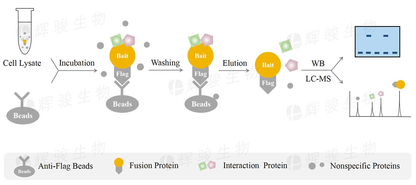 質(zhì)譜鑒定_coip免疫共沉淀_Co-IP MS技術實驗服務公司
