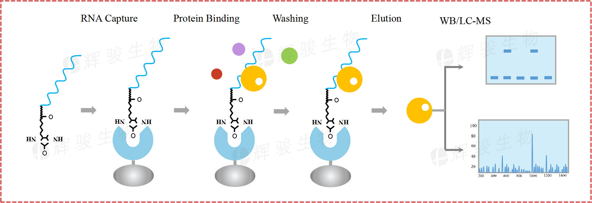 RNA pull down，rna pull-down實驗原理和步驟