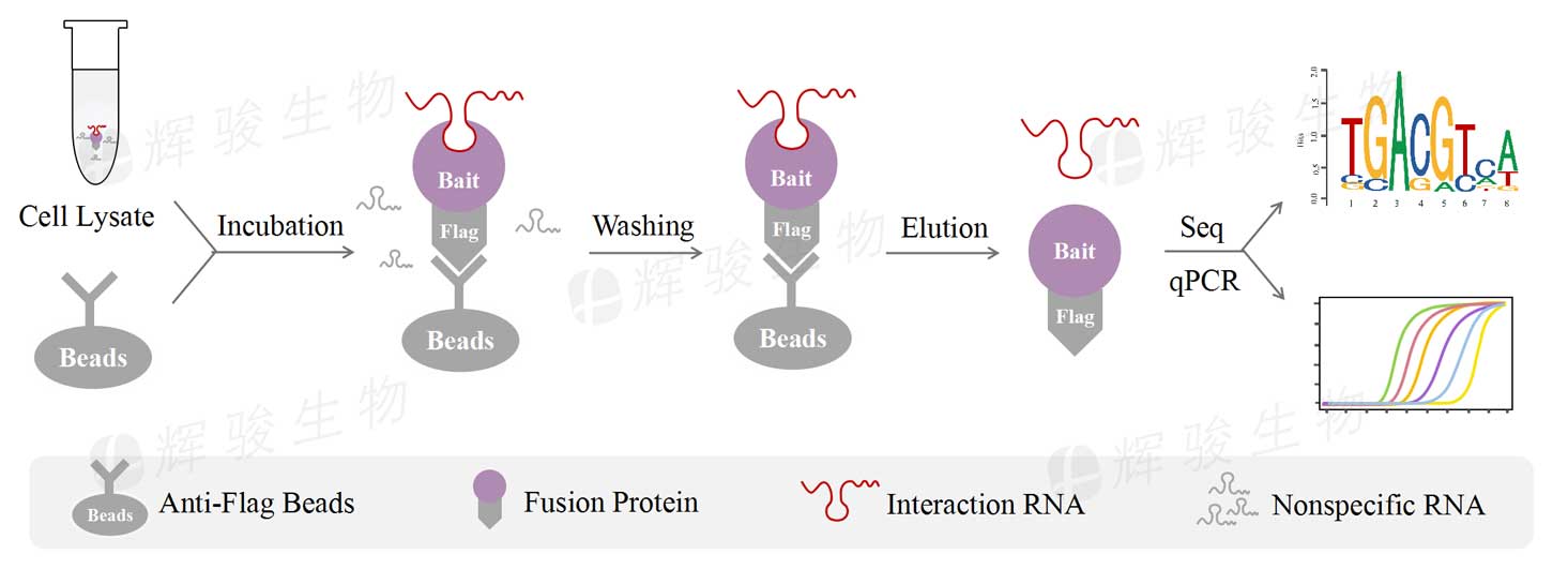 RIP-qPCR，rip技術(shù)實(shí)驗(yàn)，rip實(shí)驗(yàn)外包.jpg