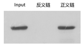 RNA pull down實驗技術服務結果