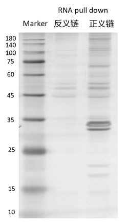 RNA pull down實驗結果條帶怎么看