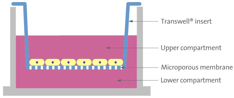 Transwell技術(shù)原理示意圖 Transwell技術(shù)原理示意圖