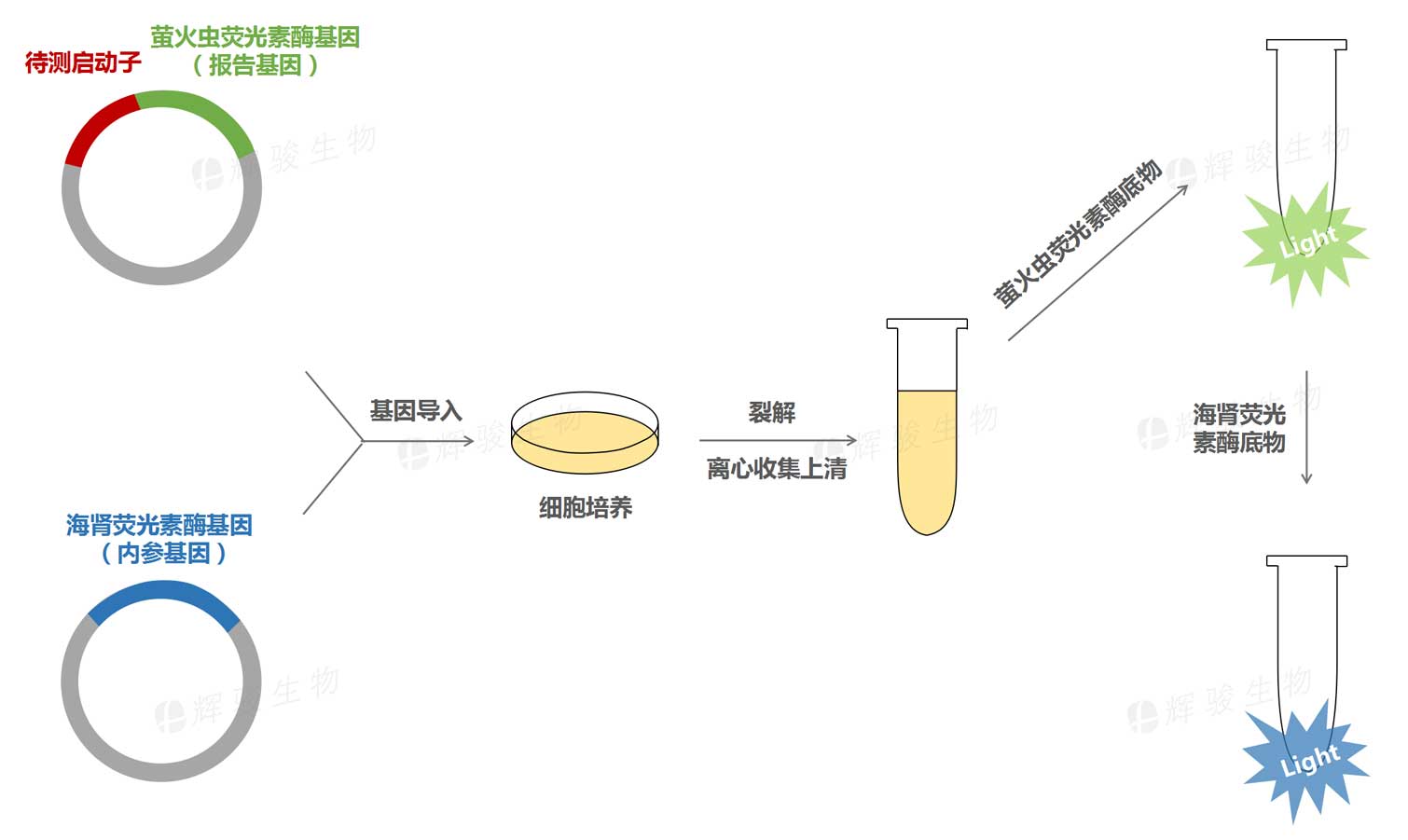 雙熒光素酶報(bào)告基因?qū)嶒?yàn)技術(shù)服務(wù)_啟動子活性檢測實(shí)驗(yàn).jpg