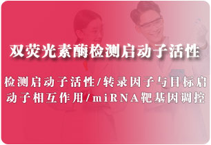 啟動子活性檢測（雙熒光素酶實(shí)驗(yàn)）