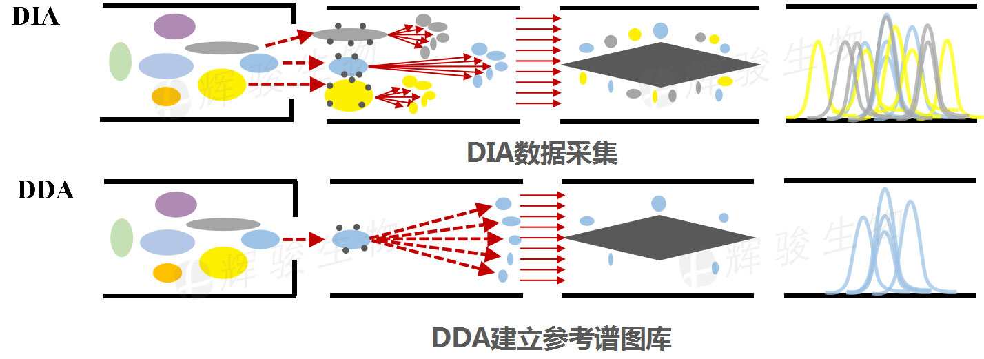 DIA技術服務，DIA全息掃描定量實驗檢測，DIA蛋白質組學.jpg