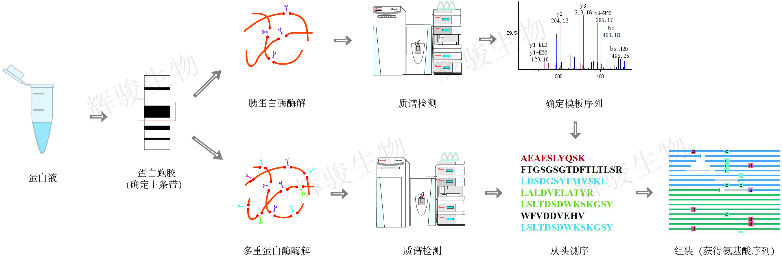 蛋白從頭測序,蛋白測序,蛋白測序價格 蛋白從頭測序,蛋白測序,蛋白測序價格