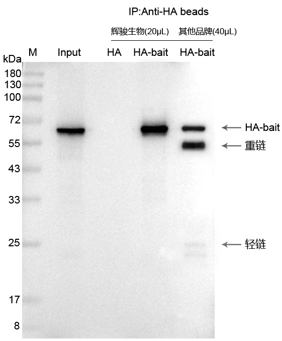 輝駿生物HA標(biāo)簽抗體磁珠使用案例-無抗體輕重鏈污染-強(qiáng)親和力