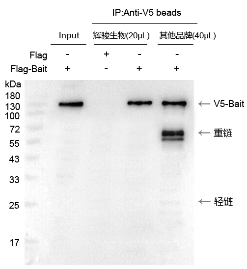 V5標簽抗體磁珠使用案例-強親和力,結(jié)合量高